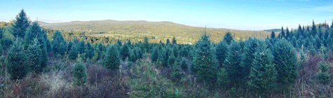 Image of panoramic view from land for sale